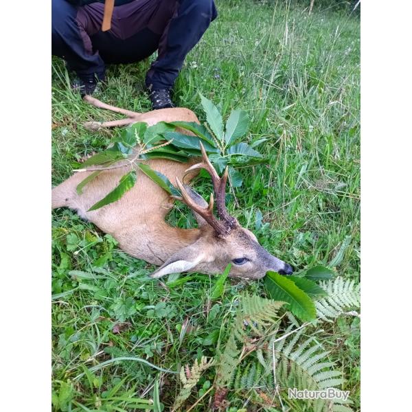 Chasse aux brocards � l'approche en Creuse