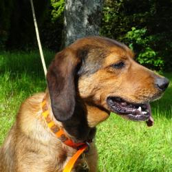 CHIEN DE CHASSE COURANT