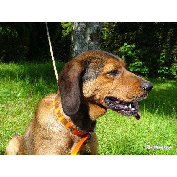 CHIEN DE CHASSE COURANT