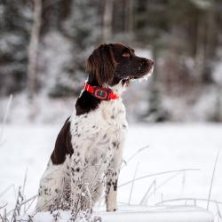 MiniFinder Rex, traceur GPS pour chien de chasse