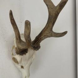 Impressionnant troph&eacute;e de chevreuil - brocard atypique - 443 grs -