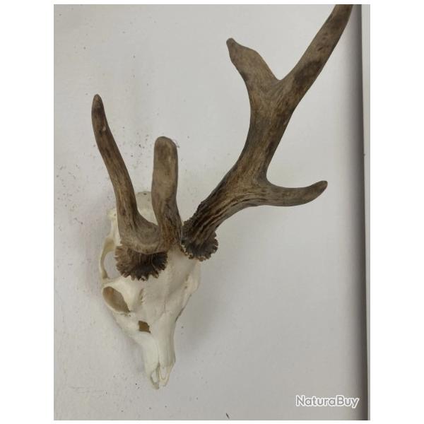 Impressionnant troph�e de chevreuil - brocard atypique - 443 grs -