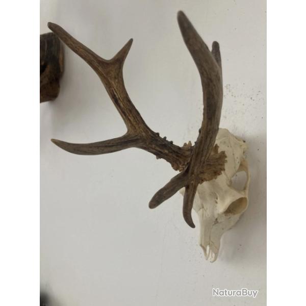 Impressionnant troph�e de chevreuil - brocard atypique - 416 grs -