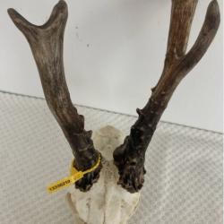 Impressionnant troph&eacute;e de chevreuil de Sib&eacute;rie - 760 grs -