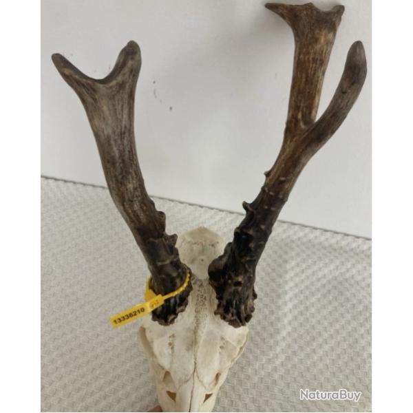 Impressionnant troph�e de chevreuil de Sib�rie - 760 grs -