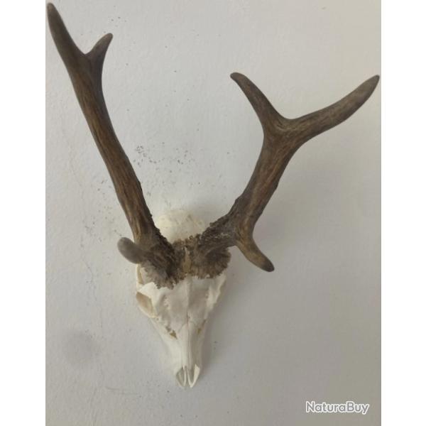 Impressionnant troph�e de chevreuil - brocard atypique - 341 grs -