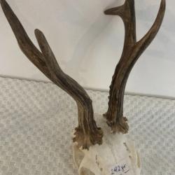 Impressionnant troph&eacute;e de chevreuil - brocard atypique - 295 grs -