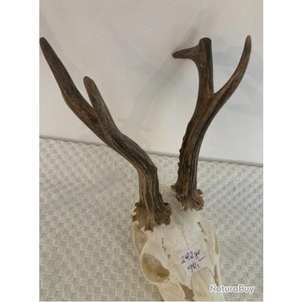 Impressionnant troph�e de chevreuil - brocard atypique - 295 grs -