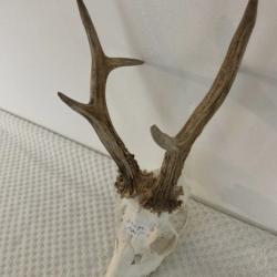Impressionnant troph&eacute;e de chevreuil - brocard atypique - 342 grs -