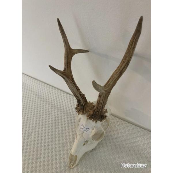 Impressionnant troph�e de chevreuil - brocard atypique - 342 grs -