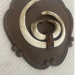 Impressionnant troph&eacute;e de sanglier - d&eacute;fenses - gr&egrave;s - 29 cms et 25 cms -