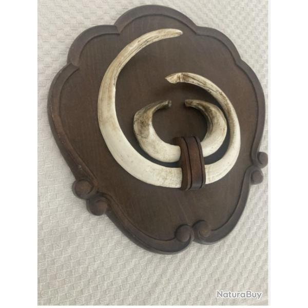 Impressionnant troph�e de sanglier - d�fenses - gr�s - 29 cms et 25 cms -