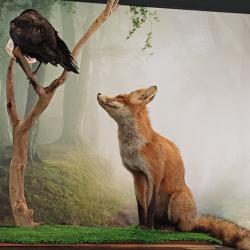 RENARD et CORBEAU NATURALIS&Eacute;S