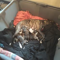 vente de whippet