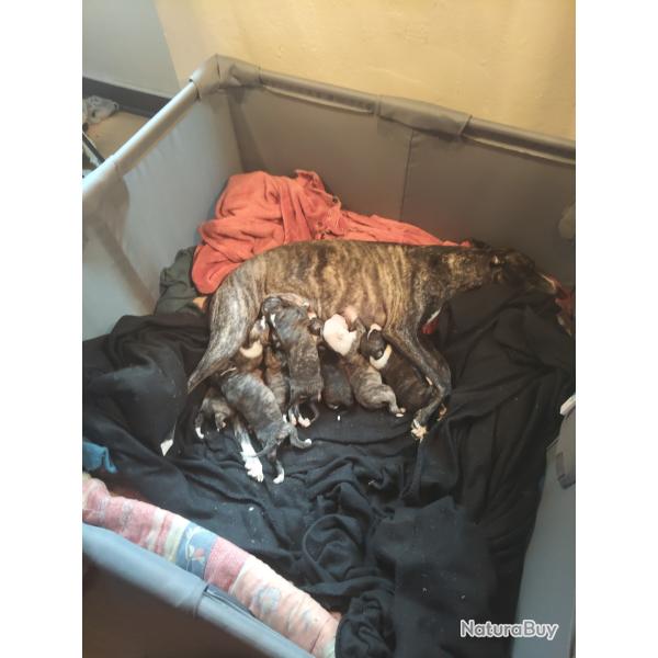 vente de whippet