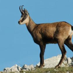 Vente de bagues Territoire de chasse d'exception dans les Alpes Maritimes
