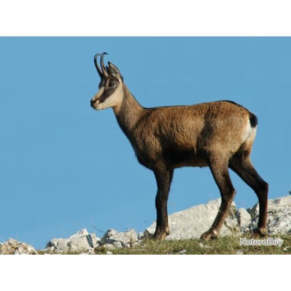 Vente de bagues Territoire de chasse d'exception dans les Alpes Maritimes