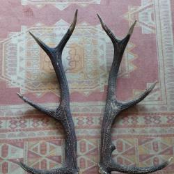 BELLE PAIRE BOIS DE CERF 64CM
