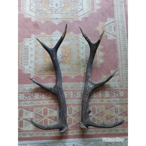 BELLE PAIRE BOIS DE CERF 64CM