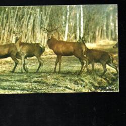 chasse &agrave; courre harde de biches accompagn&eacute;es d'un cerf cpm