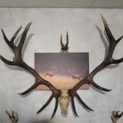 Massacre de cerf