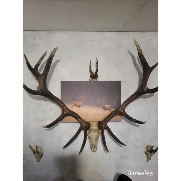 Massacre de cerf