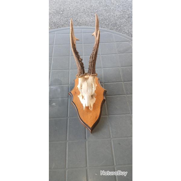 Troph�e chevreuil