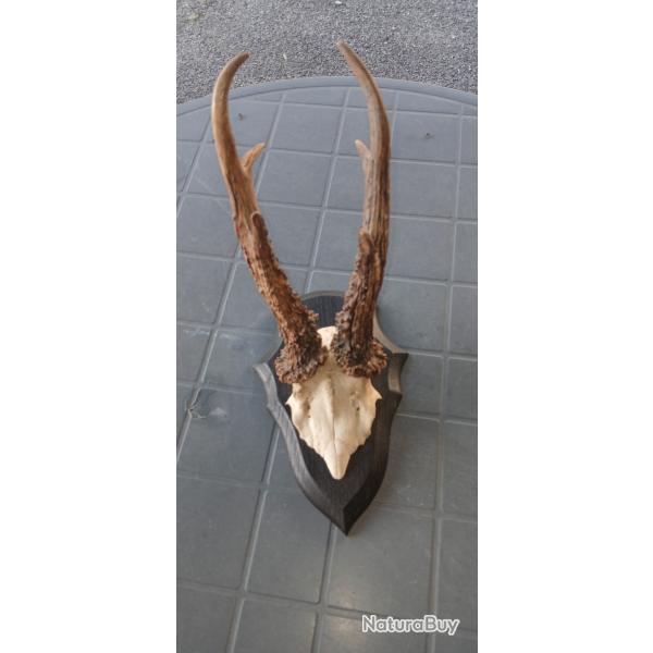Troph�e chevreuil 1