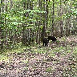 Recherche action de chasse gros gibier