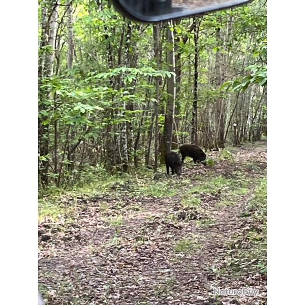 Recherche action de chasse gros gibier