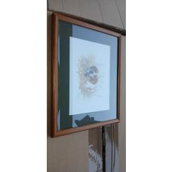 Lithographie Epagneul bretton