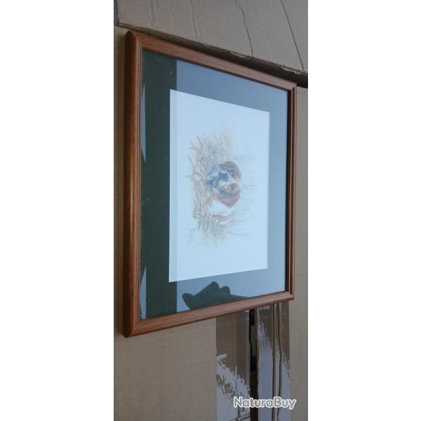 Lithographie Epagneul bretton