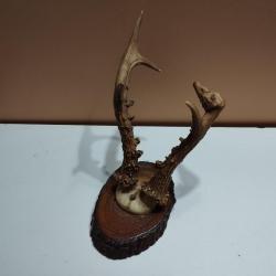 1 TROPHEE CHEVREUIL BROCARD T&Ecirc;TE BIZARRE  TAXIDERMIE CHASSE
