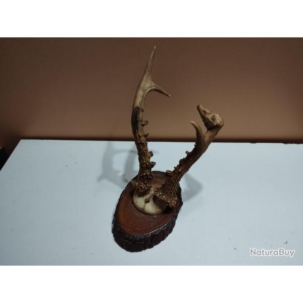 1 TROPHEE CHEVREUIL BROCARD T�TE BIZARRE  TAXIDERMIE CHASSE
