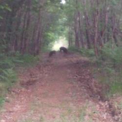 ACTION CHASSE AFFUT/APPROCHE en charente proche dordogne