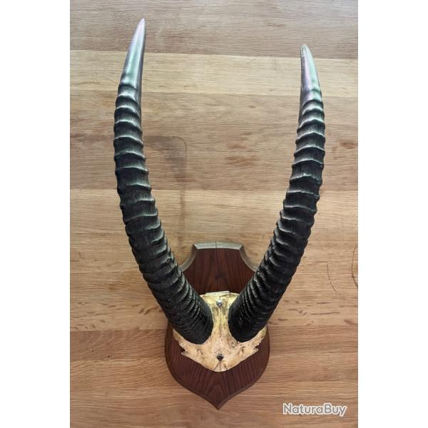 Massacre / Troph�e de chasse  cornes d'antilopes africaines