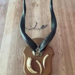 Ancien troph&eacute;e de chasse africain - Mali ann&eacute;es 1950