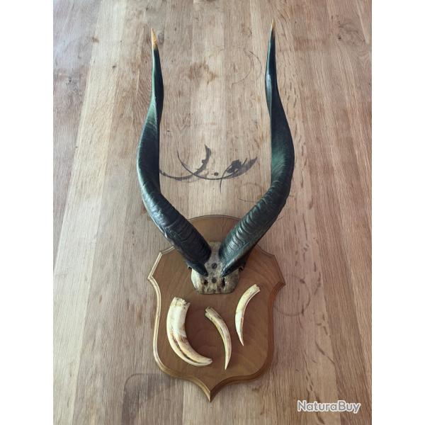 Ancien troph�e de chasse africain - Mali ann�es 1950