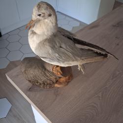 Mouette