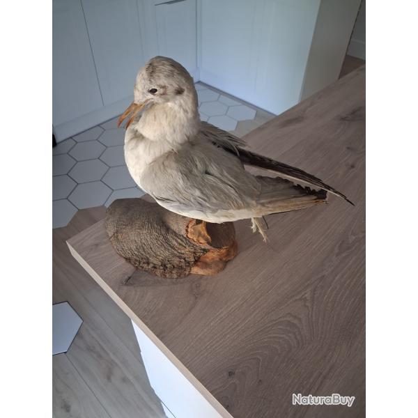 Mouette