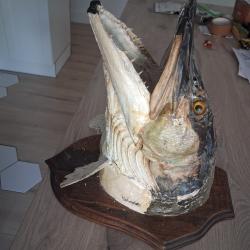 T&ecirc;te de brochet