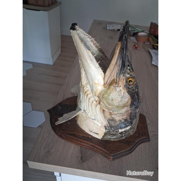 T�te de brochet