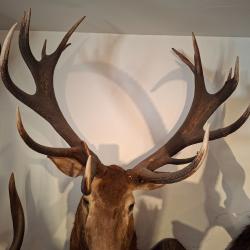 MAGNIFIQUE TROPHEE CERF 16 CORS