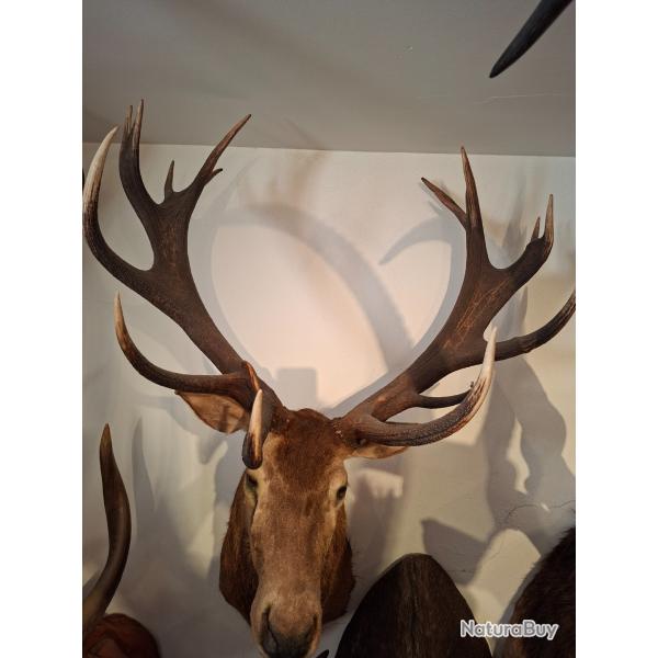 MAGNIFIQUE TROPHEE CERF 16 CORS