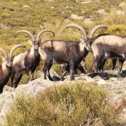 Ibex de GREDOS.