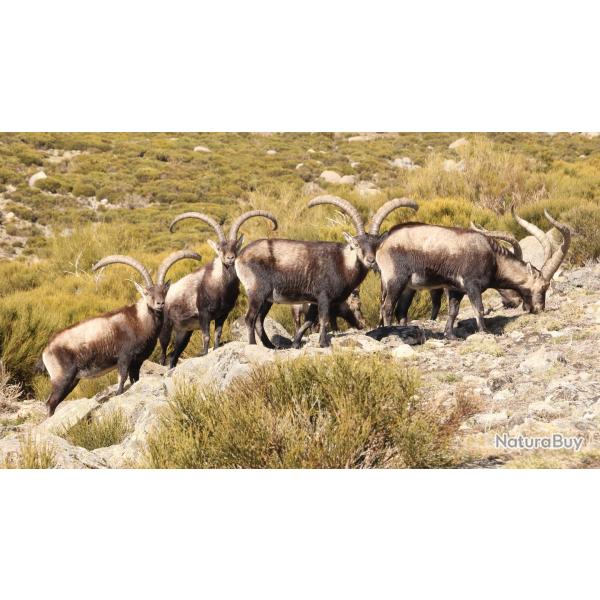 Ibex de GREDOS.