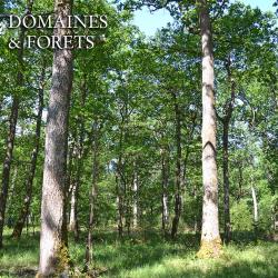 Massif Forestier de Production et Cyn&eacute;g&eacute;tique d'environ 39 ha dans le Cher (18) DF-1188-A