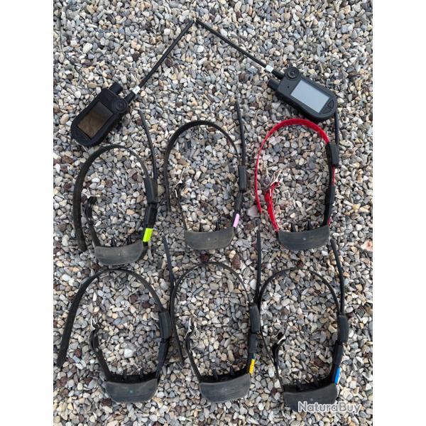 Collier dressage - rep�rage Sportdog tek 2.0