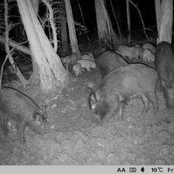 ACTION DE CHASSE EN FORET DOMANIALE