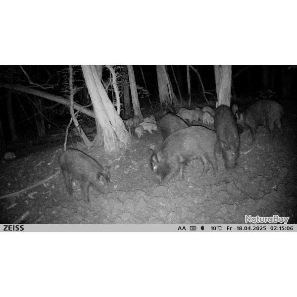 ACTION DE CHASSE EN FORET DOMANIALE